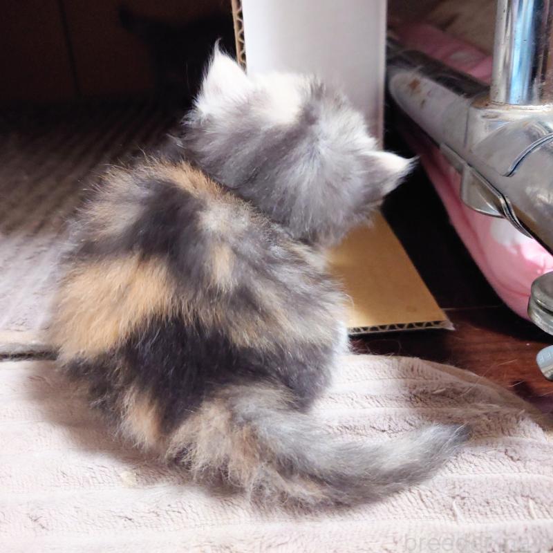 販売中の埼玉県のミヌエット(短足)-136379の2枚目