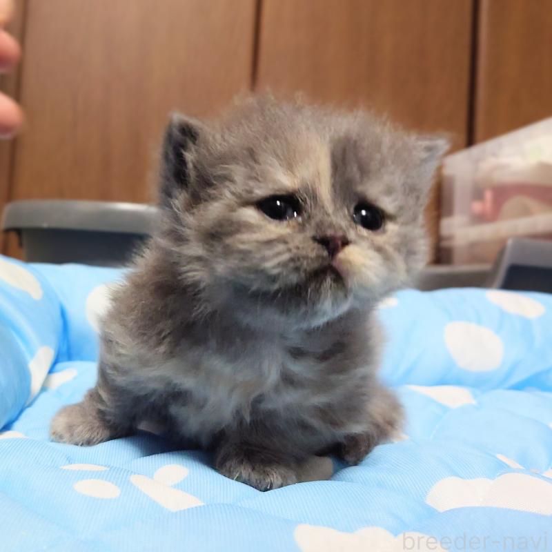 販売中の埼玉県のミヌエット(短足)-136380