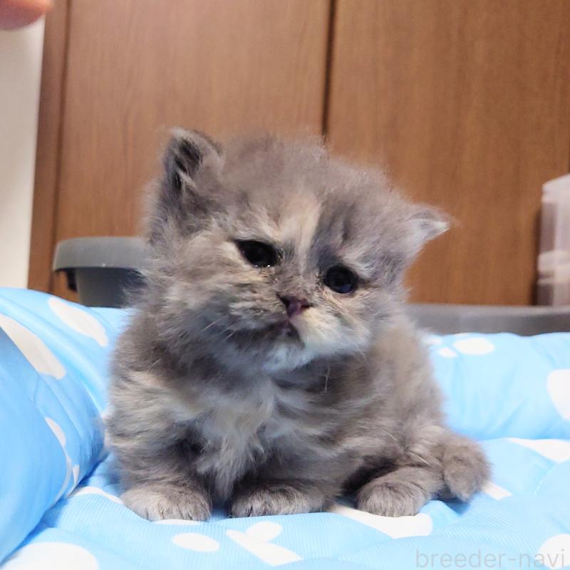 販売中の埼玉県のミヌエット(短足)-136380の3枚目