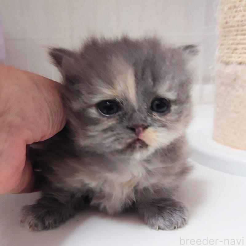 販売中の埼玉県のミヌエット(短足)-136380の2枚目