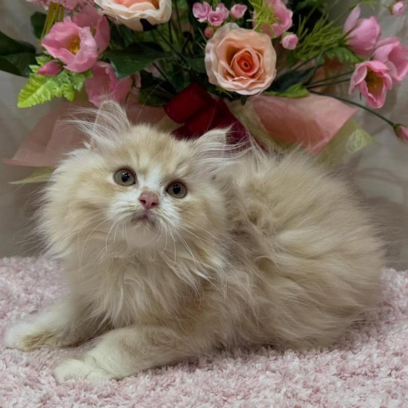 販売中の東京都のミヌエット-136381の4枚目