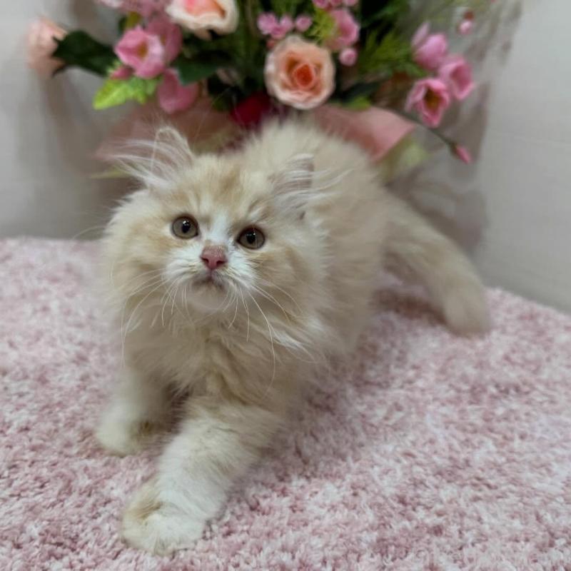 販売中の東京都のミヌエット-136381の3枚目