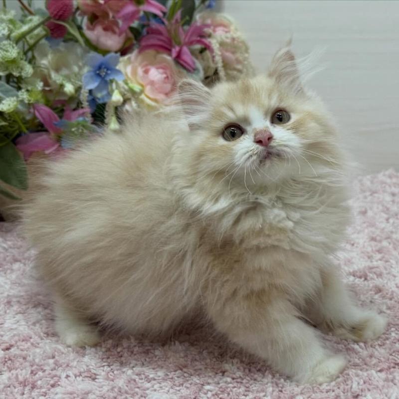 販売中の東京都のミヌエット-136381の2枚目