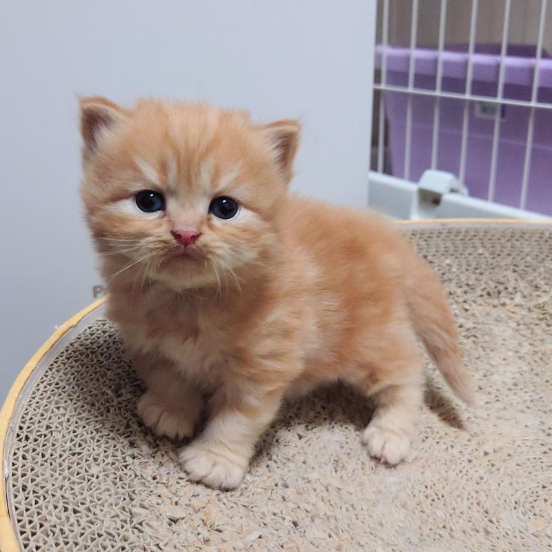 販売中の埼玉県のミヌエット-136382の1枚目