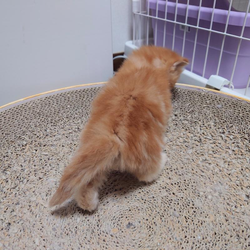 販売中の埼玉県のミヌエット-136382の2枚目