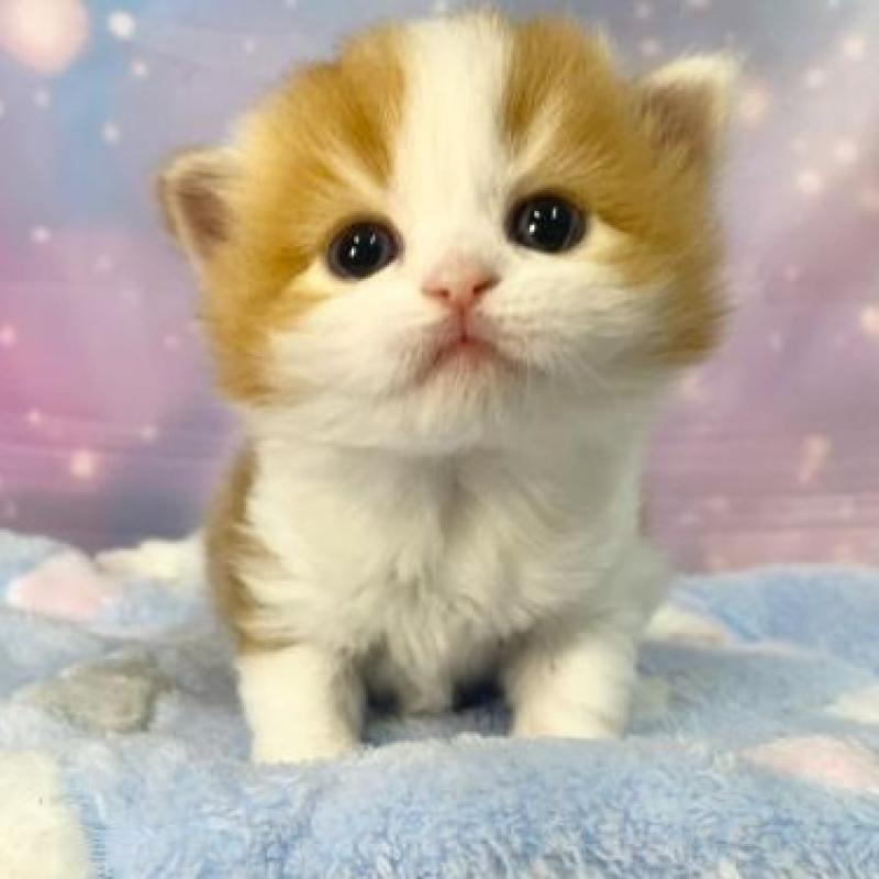 販売中の大阪府のスコティッシュフォールド-136416の1枚目