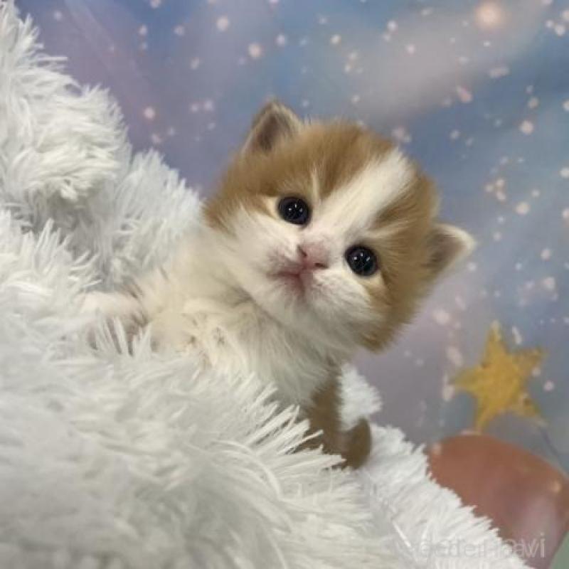 販売中の大阪府のスコティッシュフォールド-136416の6枚目