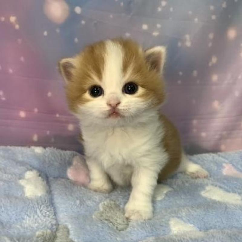 販売中の大阪府のスコティッシュフォールド-136416の5枚目