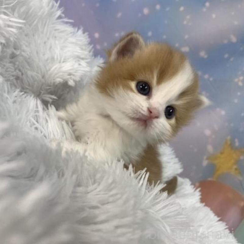 販売中の大阪府のスコティッシュフォールド-136416の4枚目