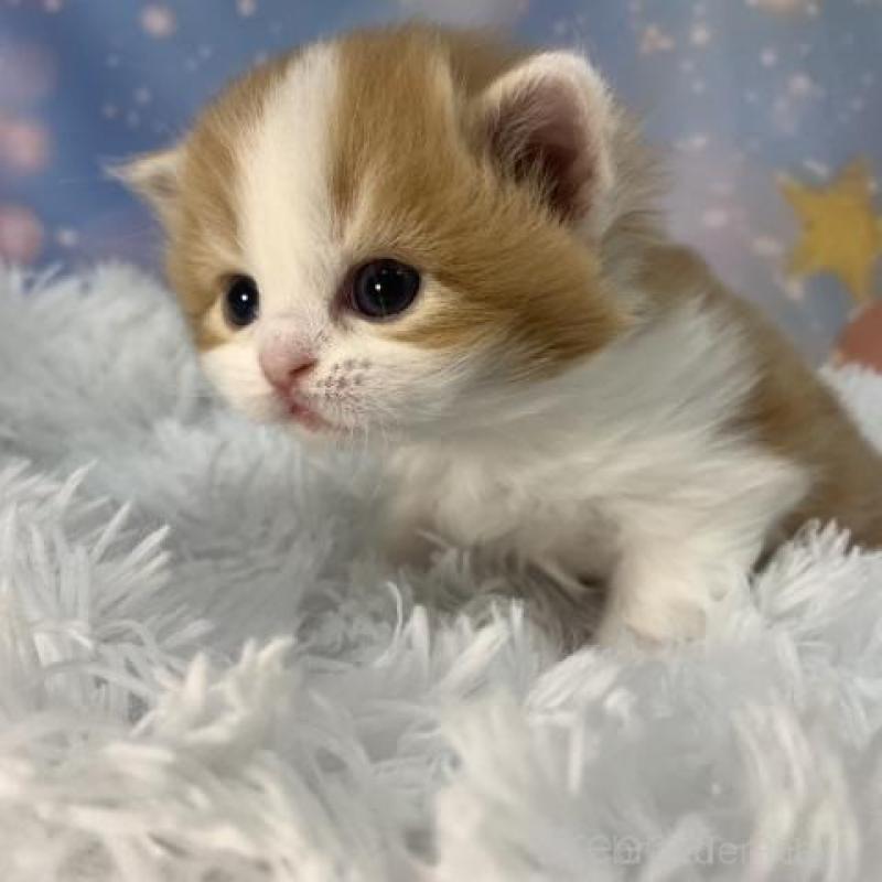 販売中の大阪府のスコティッシュフォールド-136416の3枚目