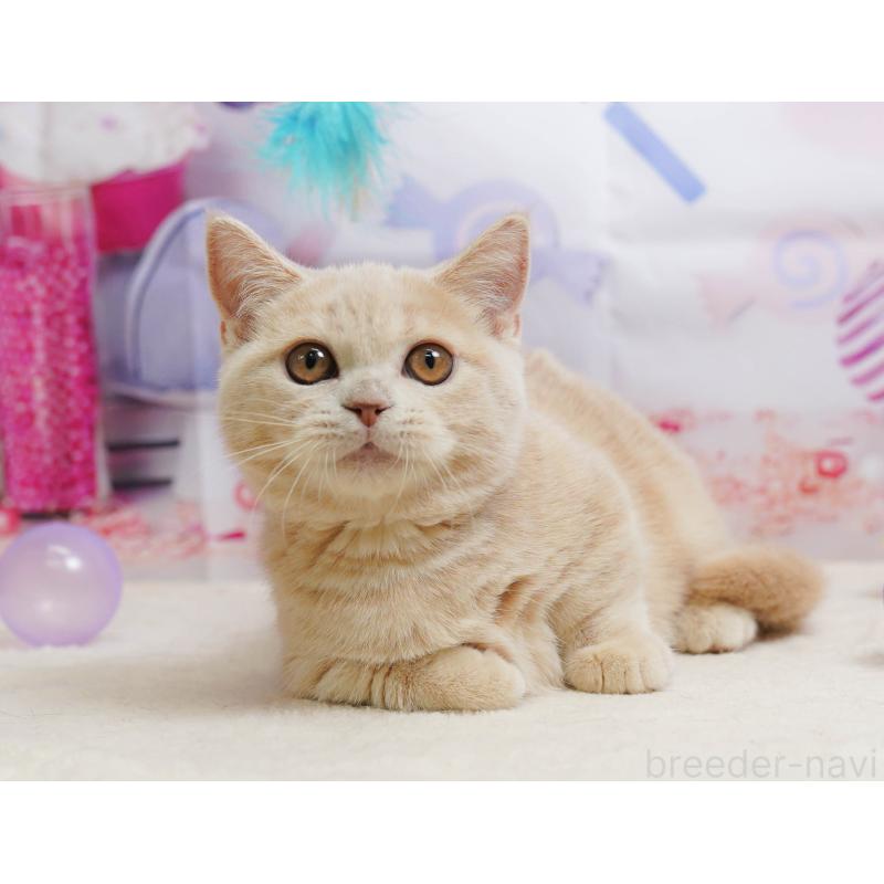 販売中の茨城県のマンチカン-136594の8枚目