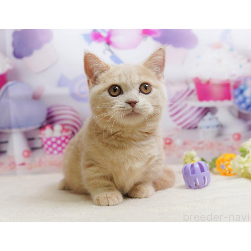 販売中の茨城県のマンチカン-136594の7枚目