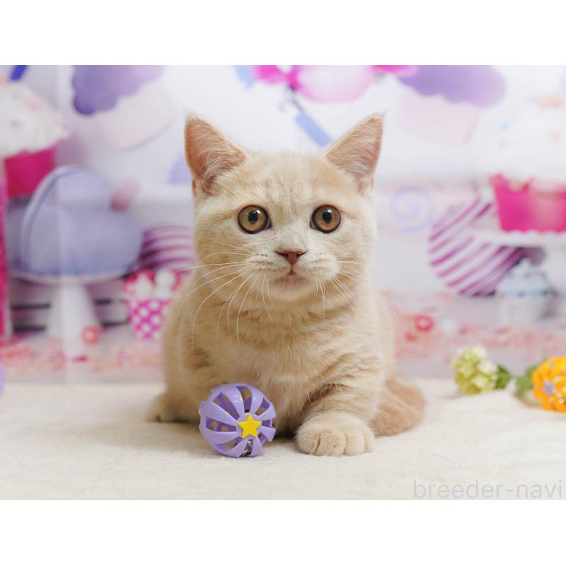 販売中の茨城県のマンチカン-136594の6枚目