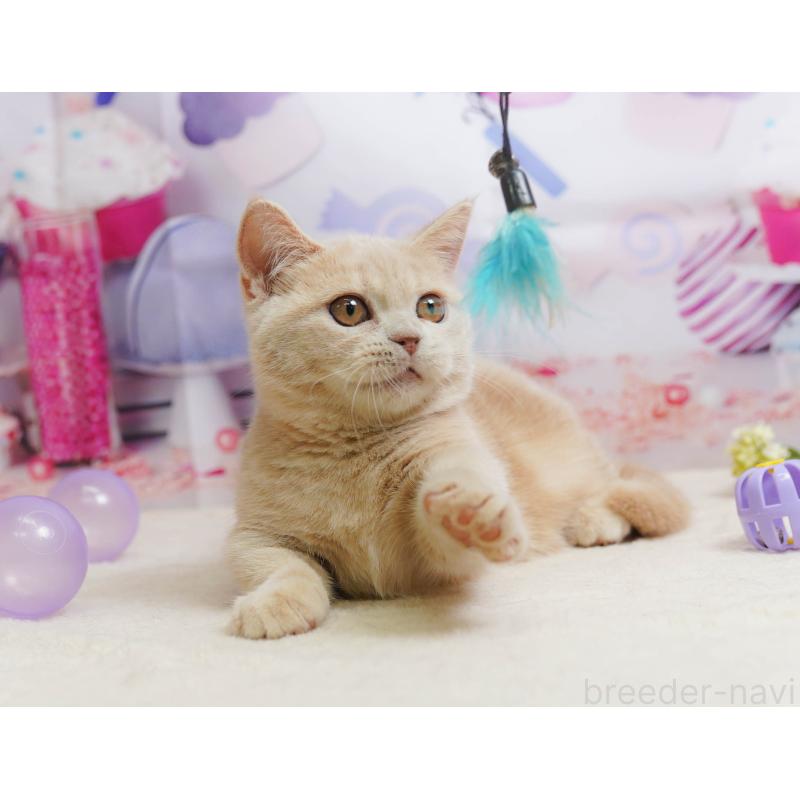 販売中の茨城県のマンチカン-136594の5枚目