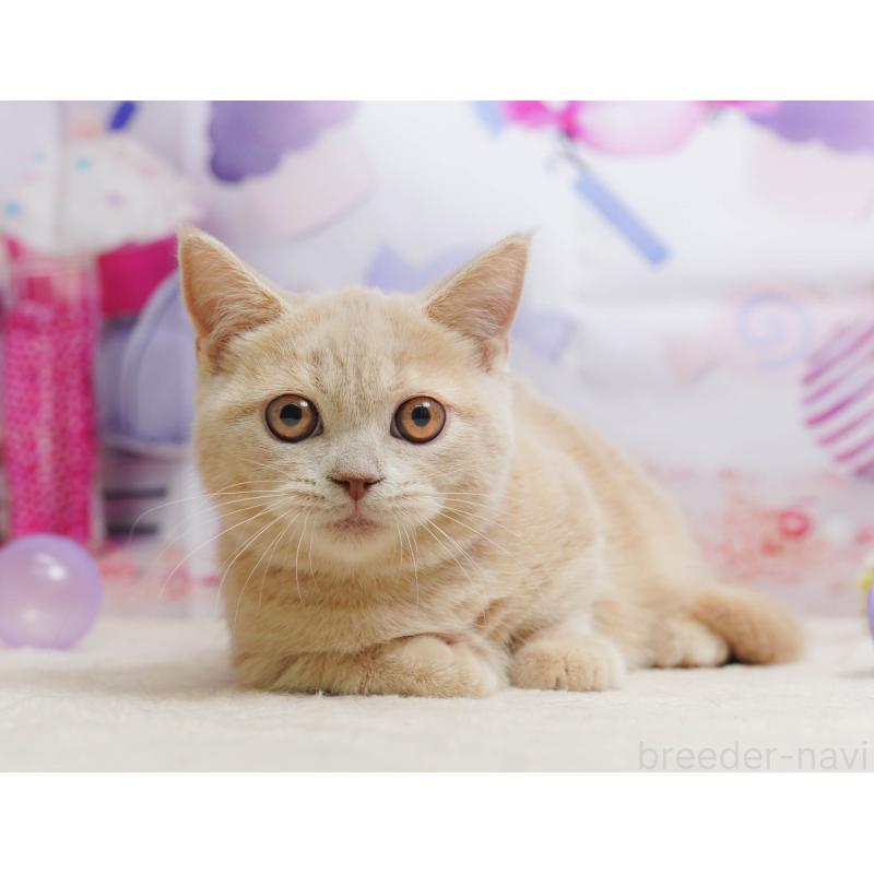 販売中の茨城県のマンチカン-136594の4枚目