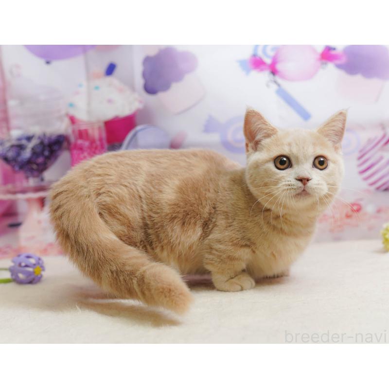 販売中の茨城県のマンチカン-136594の3枚目