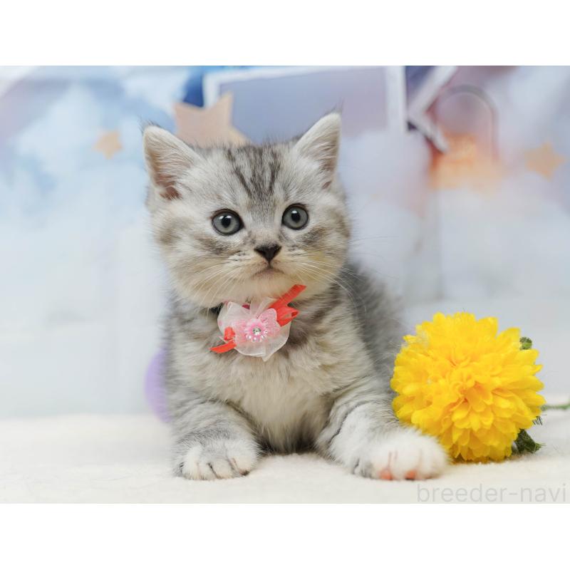 販売中の茨城県のミヌエット-136596の9枚目