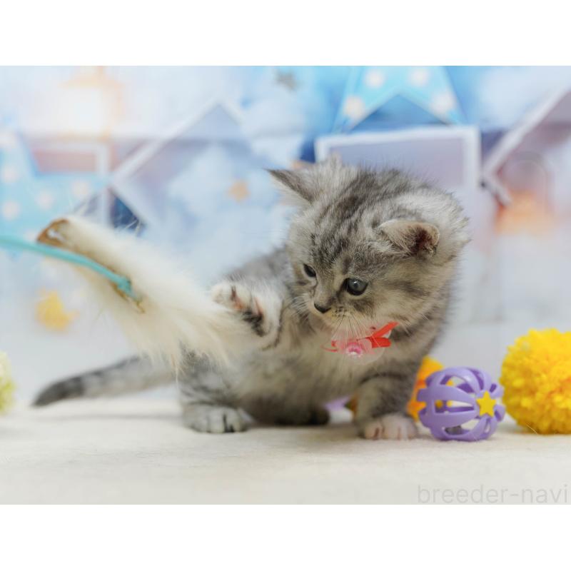 販売中の茨城県のミヌエット-136596の5枚目