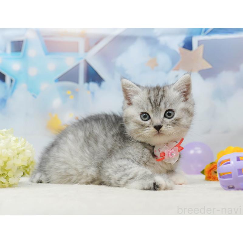 販売中の茨城県のミヌエット-136596の3枚目