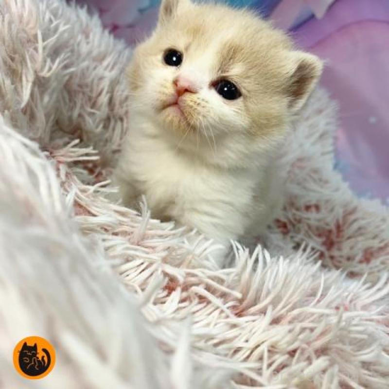 販売中の大阪府のスコティッシュフォールド-136418の6枚目