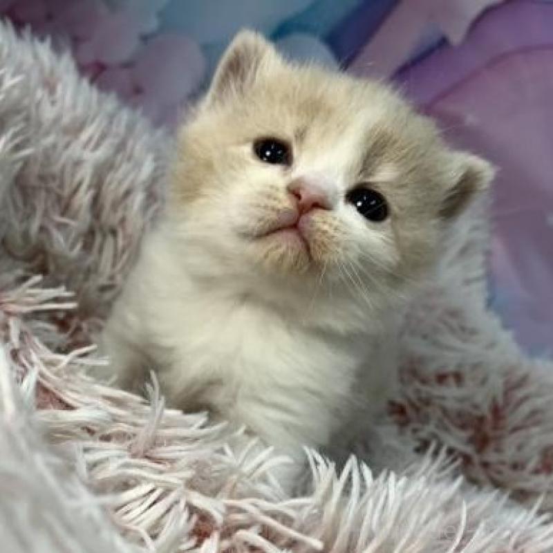 販売中の大阪府のスコティッシュフォールド-136418の1枚目