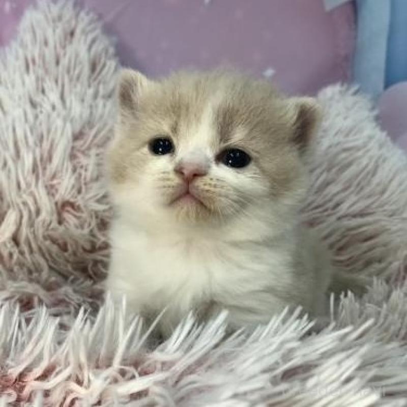 販売中の大阪府のスコティッシュフォールド-136418の5枚目