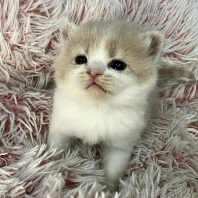 販売中の大阪府のスコティッシュフォールド-136418の4枚目