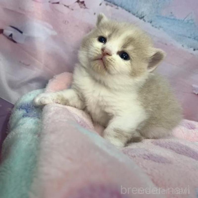 販売中の大阪府のスコティッシュフォールド-136418の3枚目