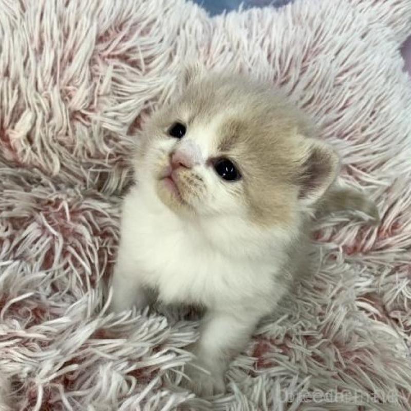 販売中の大阪府のスコティッシュフォールド-136418の2枚目