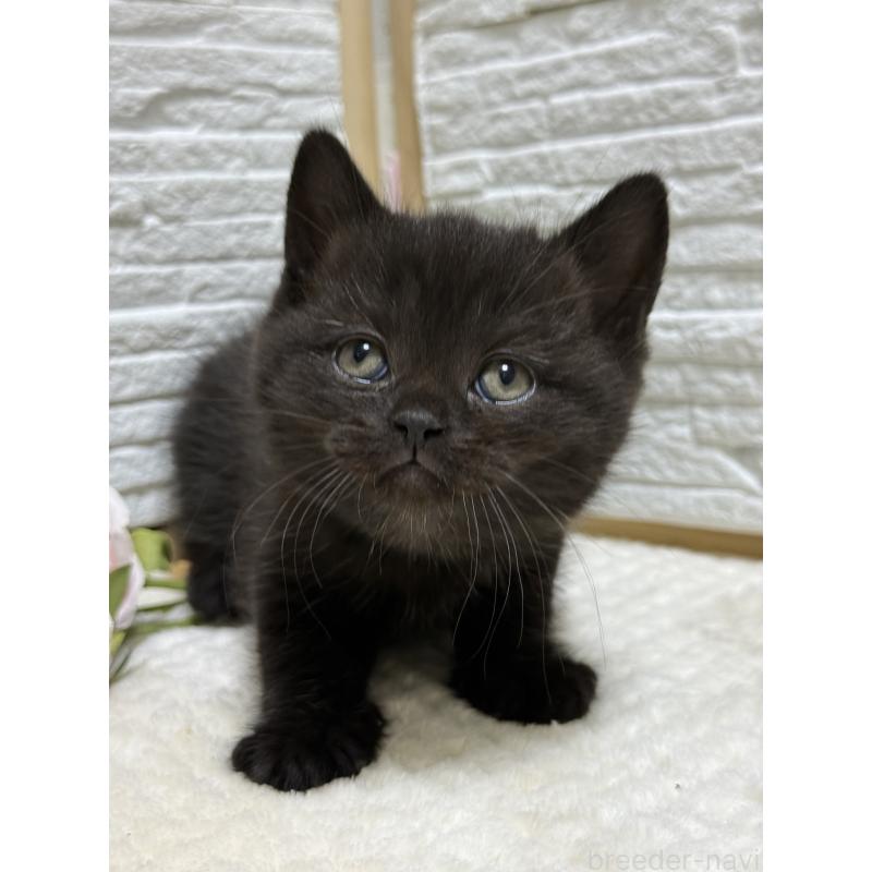 販売中の栃木県のブリティッシュショートヘア-134387の2枚目