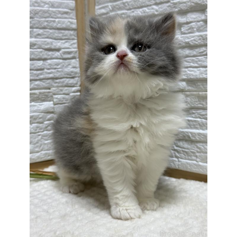 成約済の栃木県のブリティッシュロングヘア-135444の2枚目