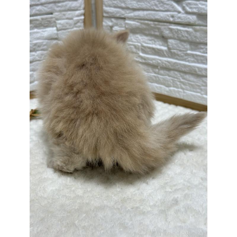 成約済の栃木県のブリティッシュロングヘア-135445の2枚目