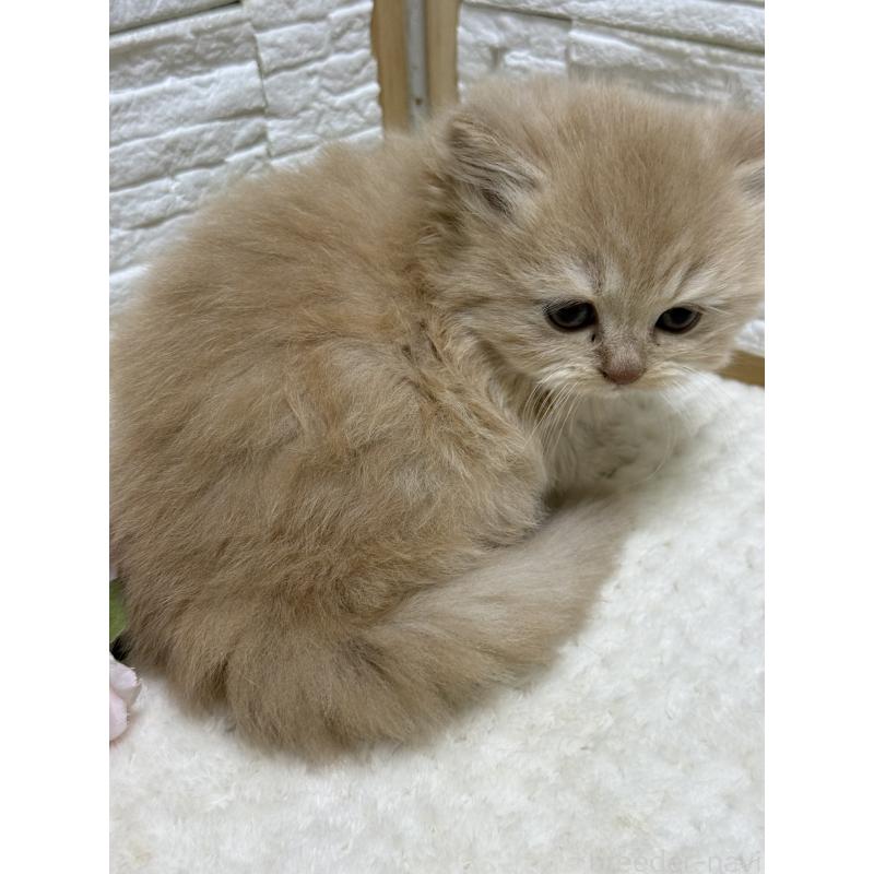 成約済の栃木県のブリティッシュロングヘア-135447の2枚目