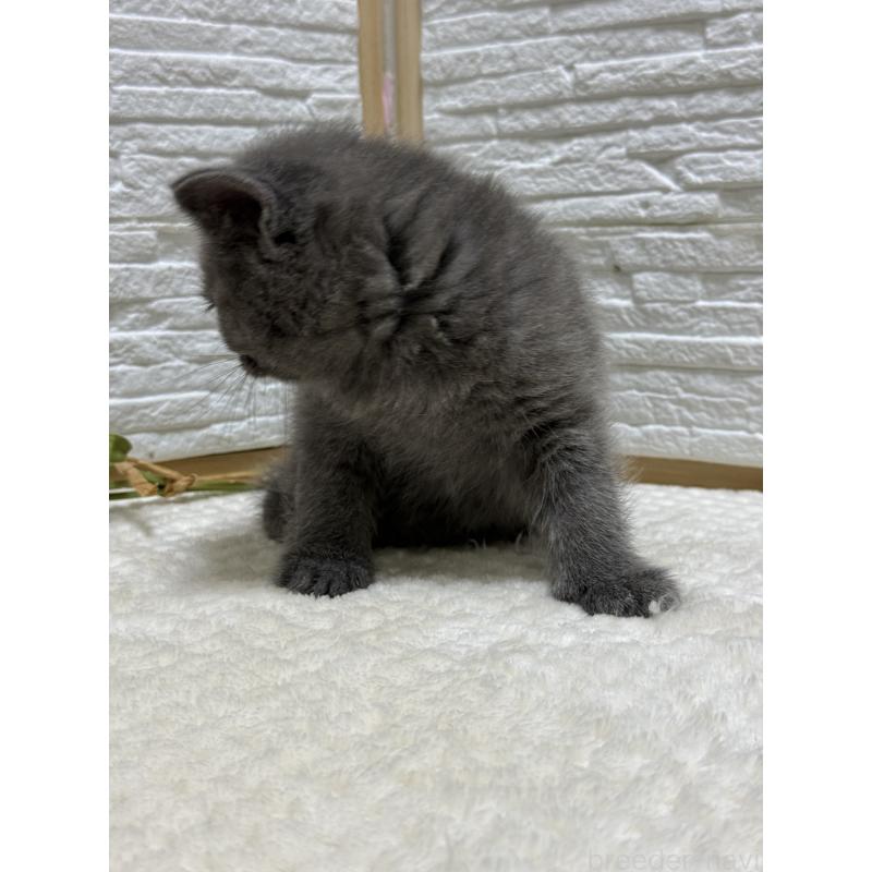 成約済の栃木県のブリティッシュショートヘア-134262の2枚目