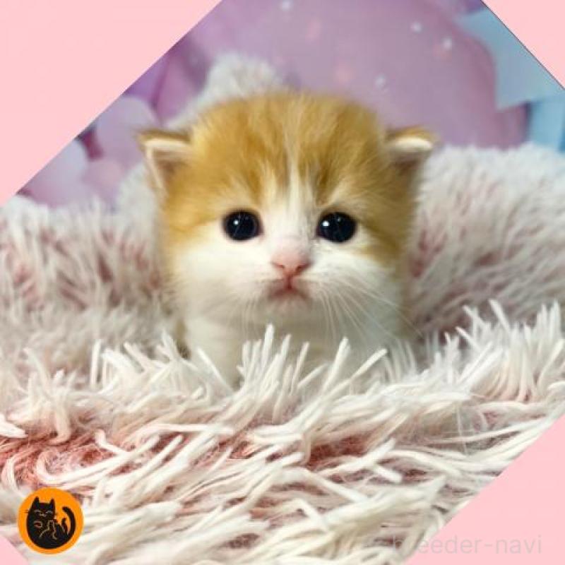 販売中の大阪府のスコティッシュフォールド-136419の1枚目