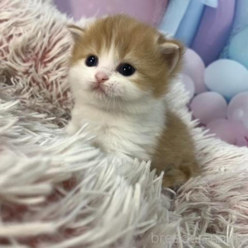 販売中の大阪府のスコティッシュフォールド-136419の6枚目