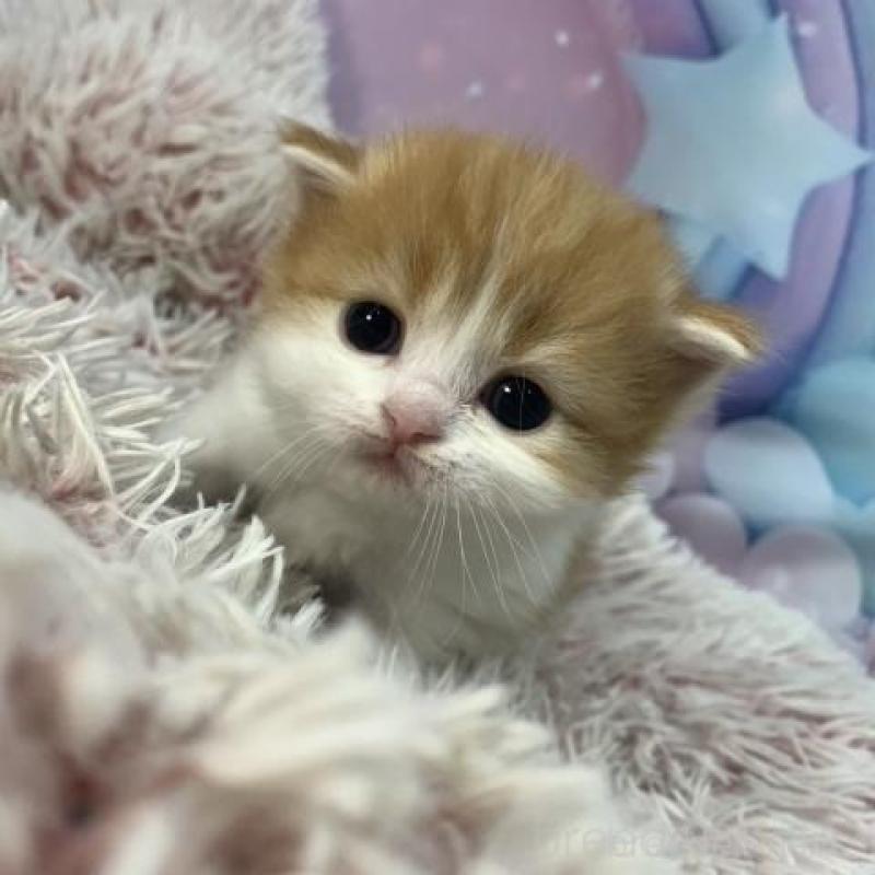 販売中の大阪府のスコティッシュフォールド-136419の3枚目