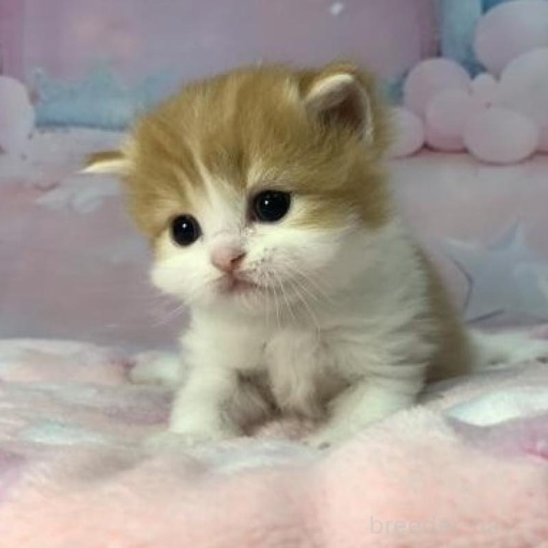 販売中の大阪府のスコティッシュフォールド-136419の2枚目