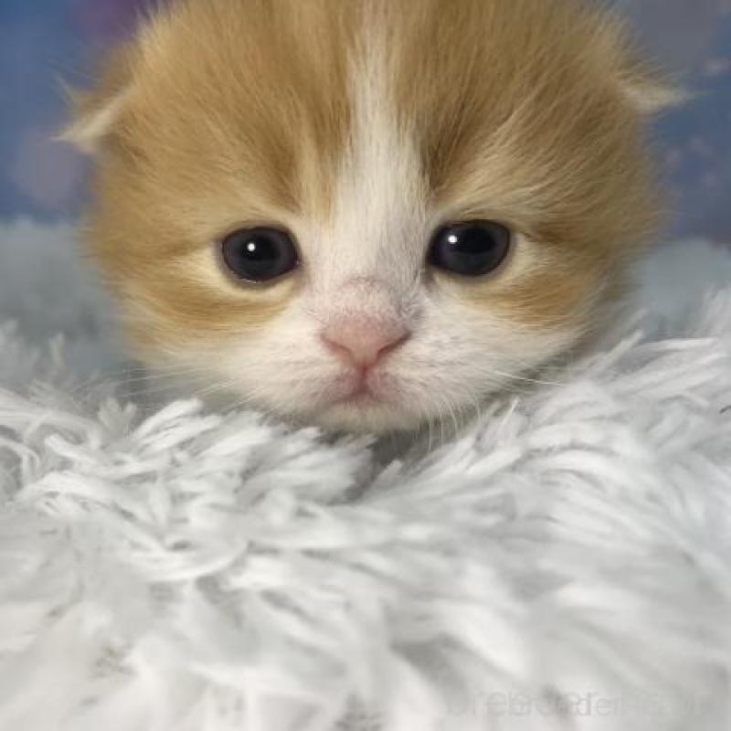 販売中の大阪府のスコティッシュフォールド(折れ耳)-136420の5枚目