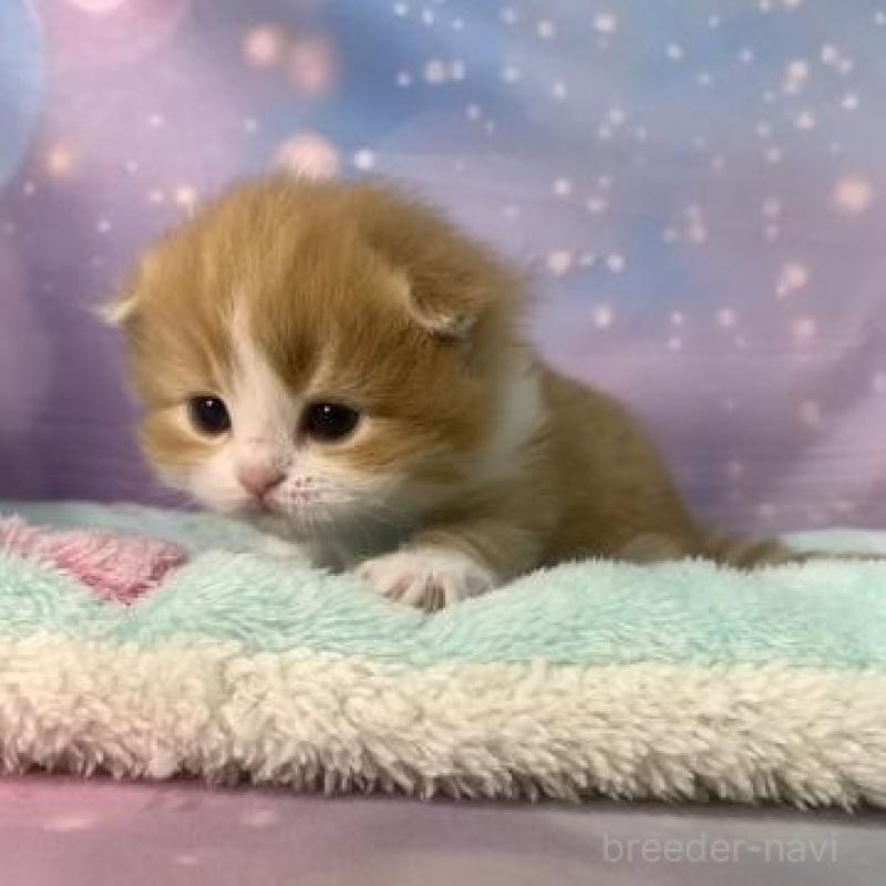 販売中の大阪府のスコティッシュフォールド(折れ耳)-136420の4枚目