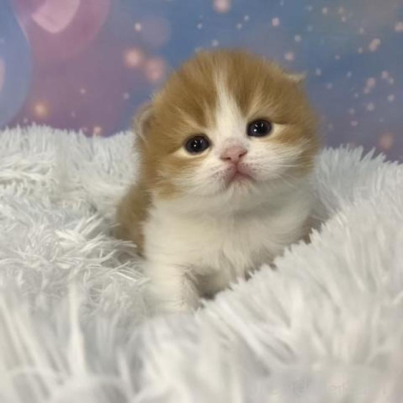 販売中の大阪府のスコティッシュフォールド(折れ耳)-136420の3枚目