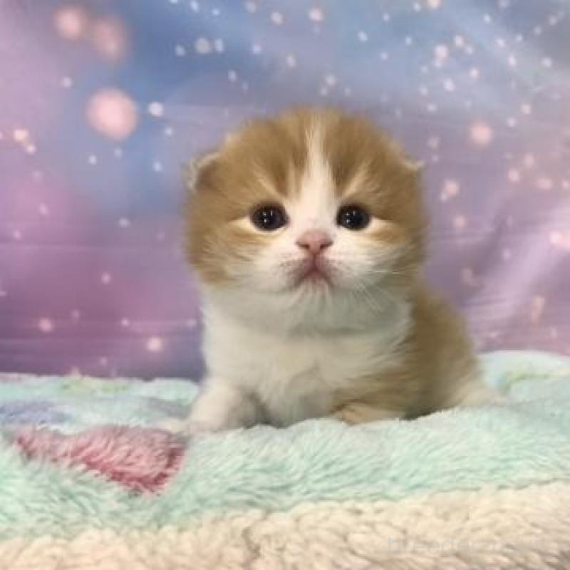 販売中の大阪府のスコティッシュフォールド(折れ耳)-136420の2枚目