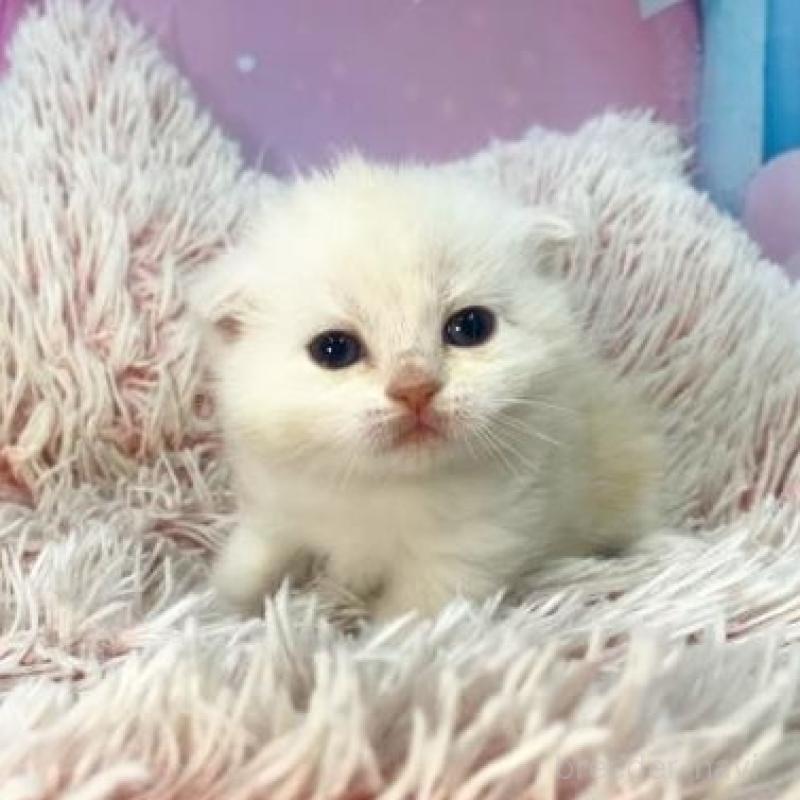 販売中の大阪府のスコティッシュフォールド(折れ耳)-136421