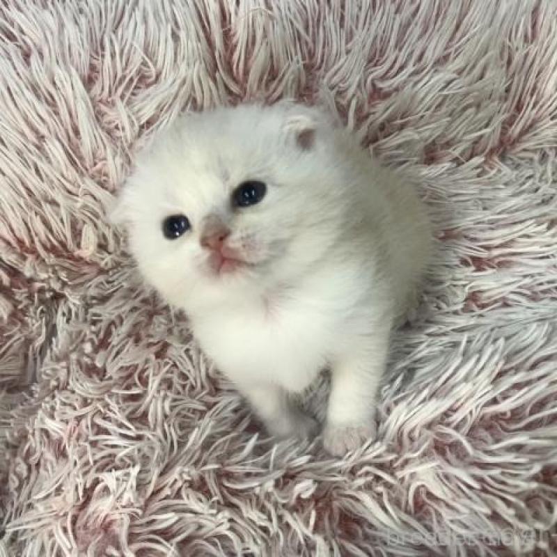 販売中の大阪府のスコティッシュフォールド(折れ耳)-136421の6枚目