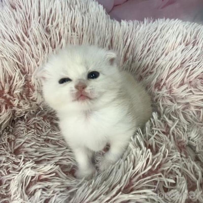 販売中の大阪府のスコティッシュフォールド(折れ耳)-136421の5枚目