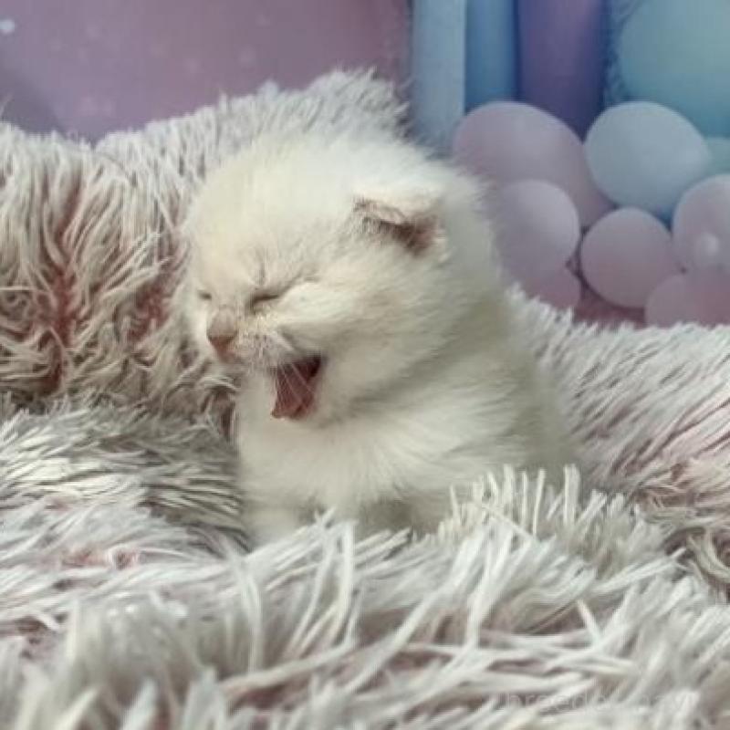 販売中の大阪府のスコティッシュフォールド(折れ耳)-136421の4枚目