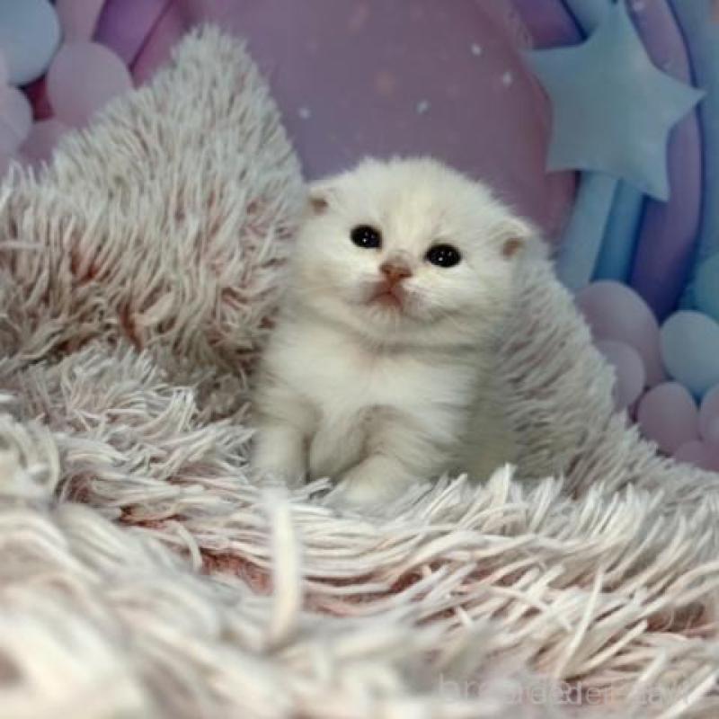 販売中の大阪府のスコティッシュフォールド(折れ耳)-136421の3枚目