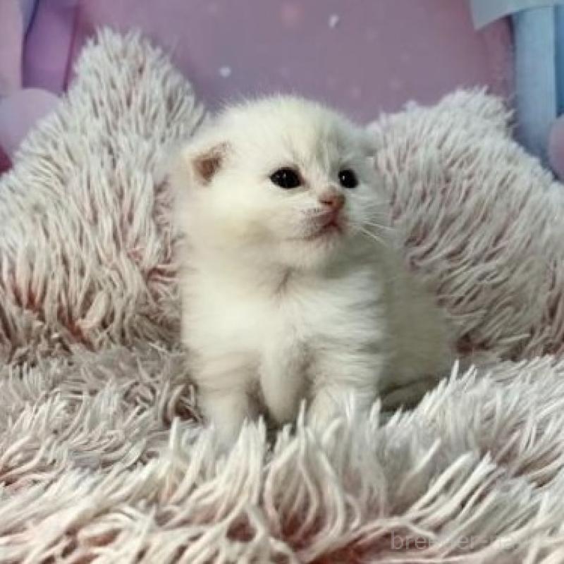 販売中の大阪府のスコティッシュフォールド(折れ耳)-136421の2枚目