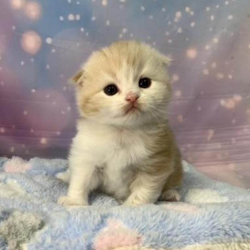 販売中の大阪府のスコティッシュフォールド(折れ耳)-136422の6枚目