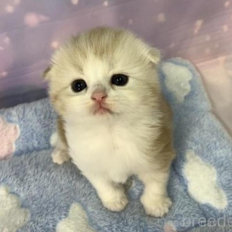 販売中の大阪府のスコティッシュフォールド(折れ耳)-136422の5枚目